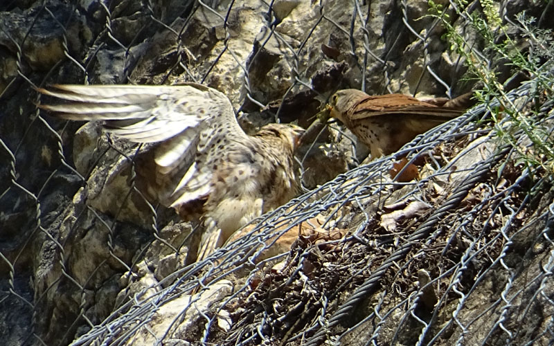 foto brutte 4....Falco tinnunculus